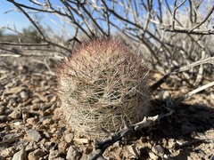 Escobaria chlorantha