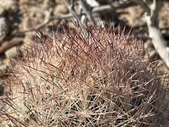 Escobaria chlorantha