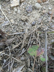 Aegilops triuncialis