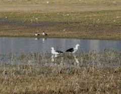Oressochen melanopterus