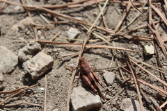 Oedipoda