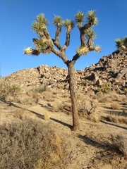 Yucca brevifolia