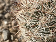 Escobaria chlorantha