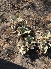 Enceliopsis nudicaulis