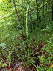 Spiranthes vernalis