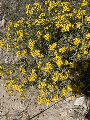 Psilostrophe tagetina