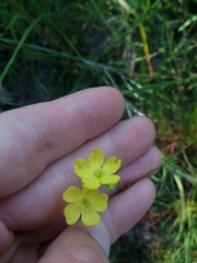 Linum floridanum