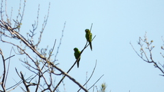 Psittacara leucophthalmus