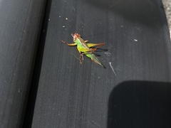 Orchelimum pulchellum