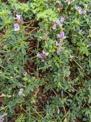 Medicago sativa