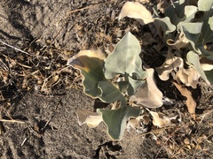 Enceliopsis nudicaulis