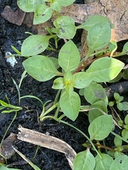 Ludwigia palustris