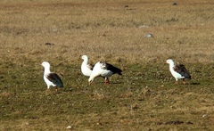 Oressochen melanopterus