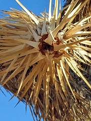 Yucca brevifolia