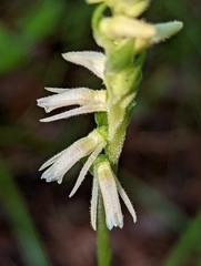 Spiranthes vernalis