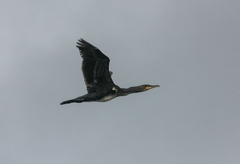 Phalacrocorax carbo
