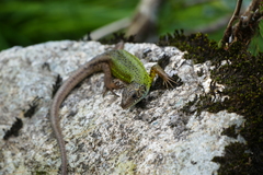 Lacerta schreiberi