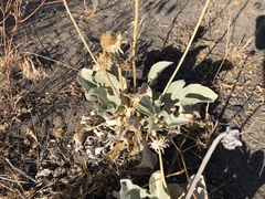 Enceliopsis nudicaulis