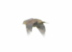 Emberiza citrinella