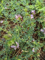 Medicago sativa