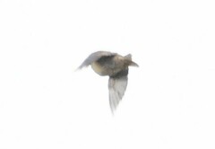 Emberiza citrinella