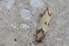 Agapeta zoegana