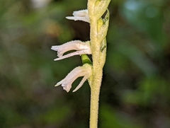 Spiranthes vernalis