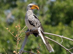 Tockus leucomelas leucomelas