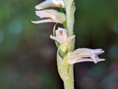 Spiranthes vernalis