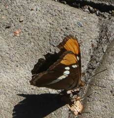 Adelpha californica