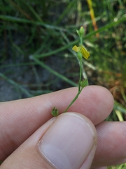 Linum floridanum