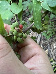 Zanthoxylum americanum