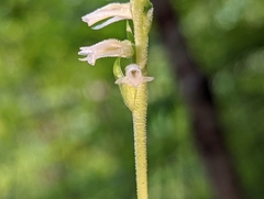 Spiranthes vernalis