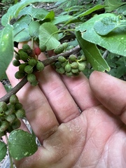 Zanthoxylum americanum