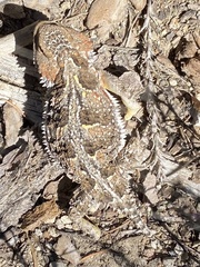 Phrynosoma hernandesi
