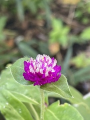 Gomphrena