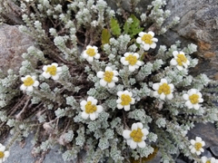 Leucogenes grandiceps