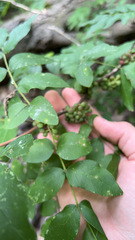 Zanthoxylum americanum