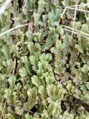 Marchantia polymorpha polymorpha