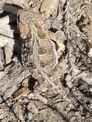 Phrynosoma hernandesi