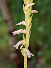 Spiranthes vernalis