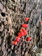 Tubifera ferruginosa