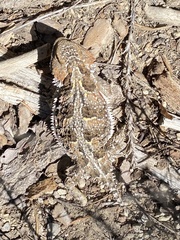 Phrynosoma hernandesi