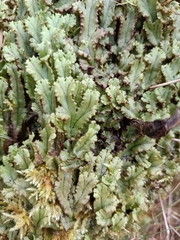 Marchantia polymorpha polymorpha