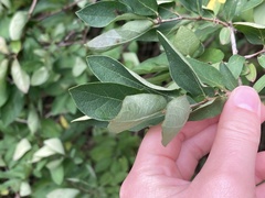 Lonicera morrowii