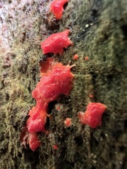 Tubifera ferruginosa