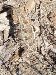 Phrynosoma hernandesi