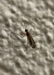 Sylvicola