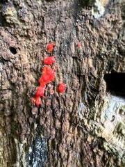 Tubifera ferruginosa