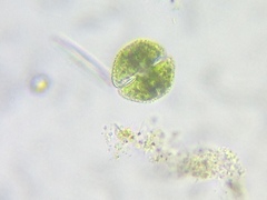 Cosmarium punctulatum